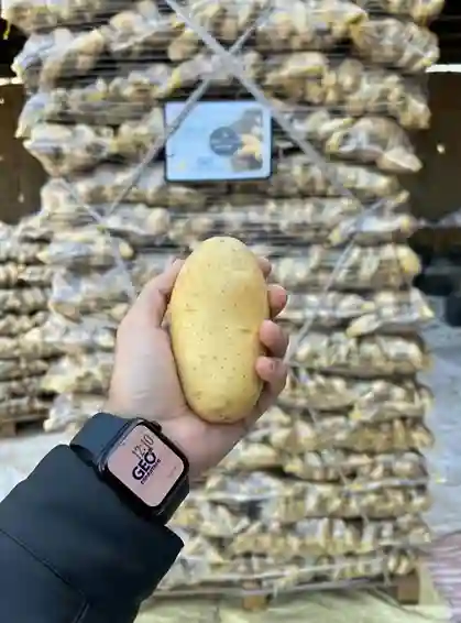 A hand holding a large, clean Egyptian Spunta potato in front of stacked, secured export pallets in a GEO Exporting warehouse.