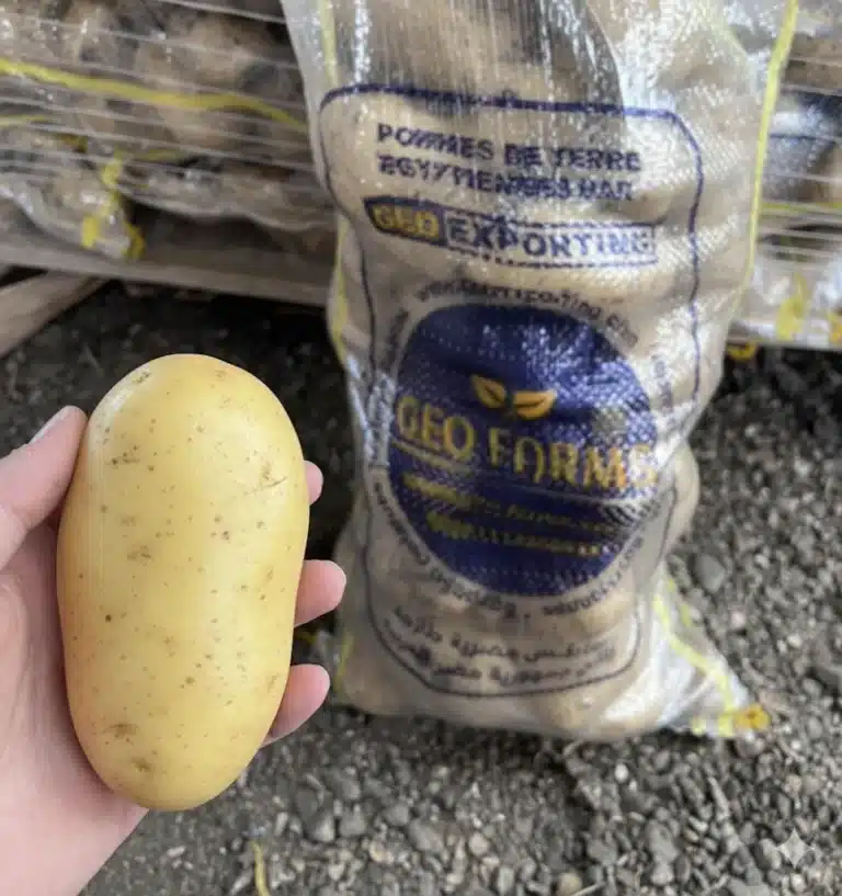 A hand holding a clean, oval Egyptian Spunta potato in front of a GEO Farms branded mesh bag on a gravel loading area.
