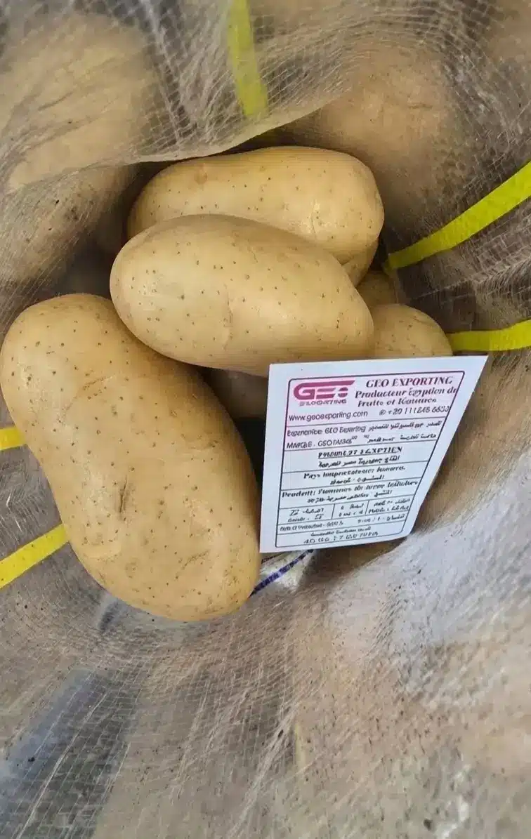 Close-up of clean, oval Egyptian potatoes in a transparent mesh bag with a GEO Exporting specification card in French.
