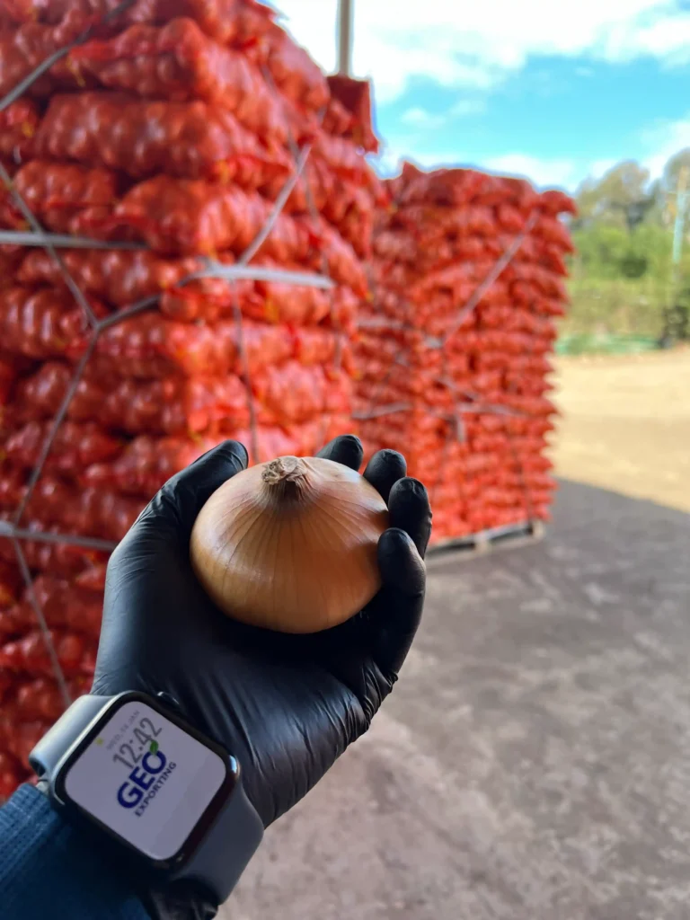 Quality inspector in black gloves holding a premium Egyptian Golden Onion with intact skin, in front of stacked export pallets from GEO FARMS.