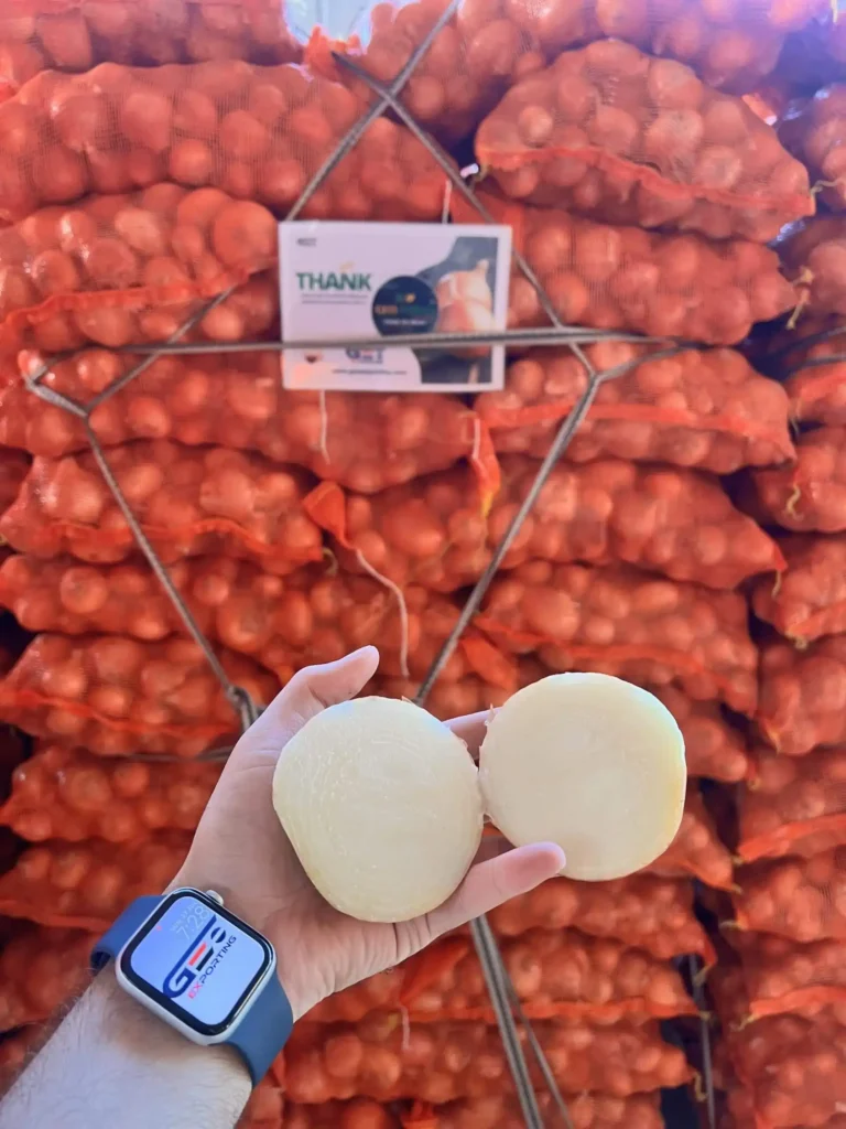 Hand holding a split Egyptian Golden Onion showing fresh white layers, with GEO EXPORTING branded watch and stacked onion bags in background.