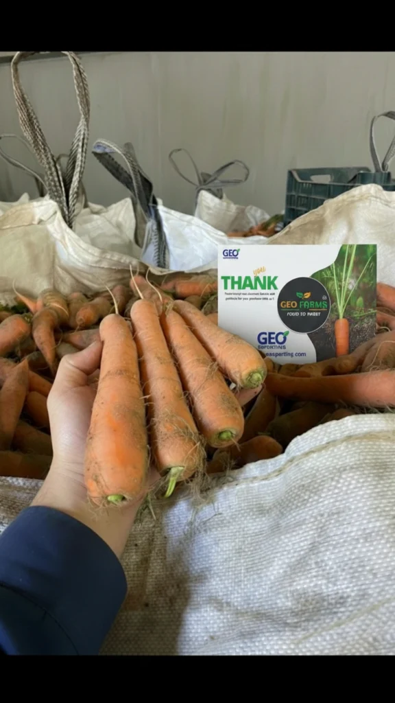 Hand holding unwashed Egyptian carrots with natural soil, displayed in front of a bulk jumbo bag for industrial export by GEO Farms.