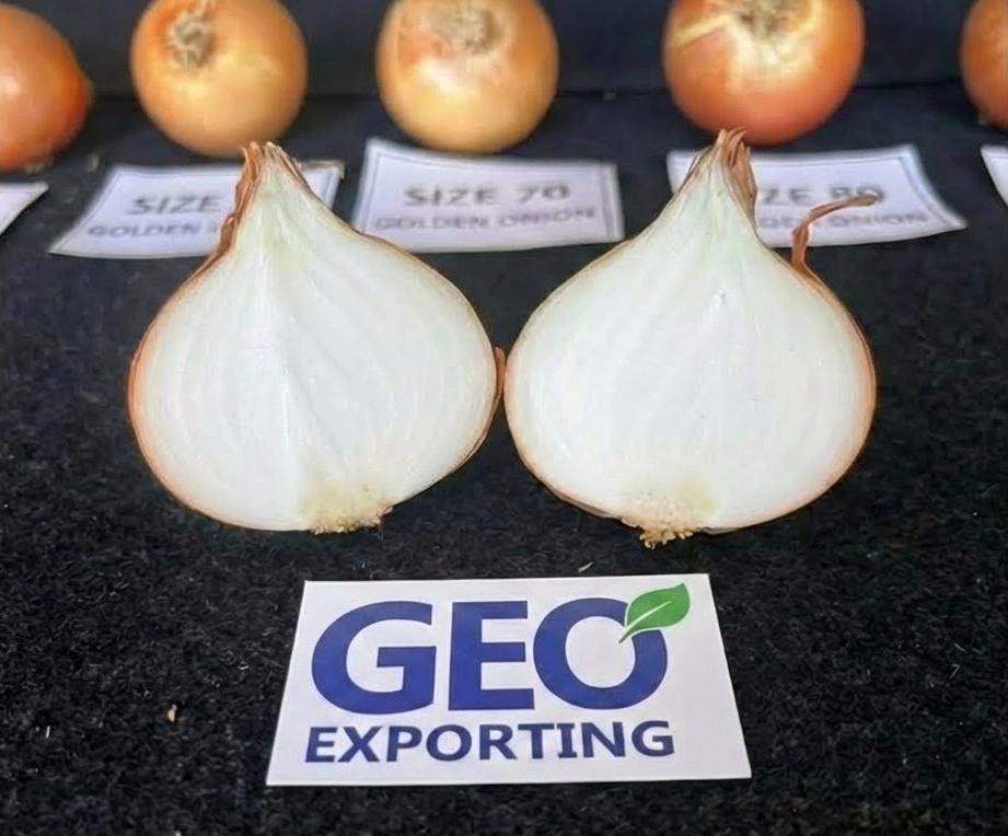 Vertical cross-section of an Egyptian Golden Onion showing tight white layers and zero internal sprouting, verified by GEO EXPORTING quality control.