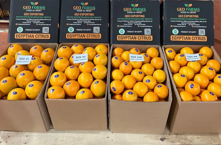 A complete wholesale lineup of GEO Exporting Egyptian Navel Oranges in four standard export sizes—Size 56, Size 64, Size 100, and Size 88—packed in Class 1 branded cartons for international citrus buyers.