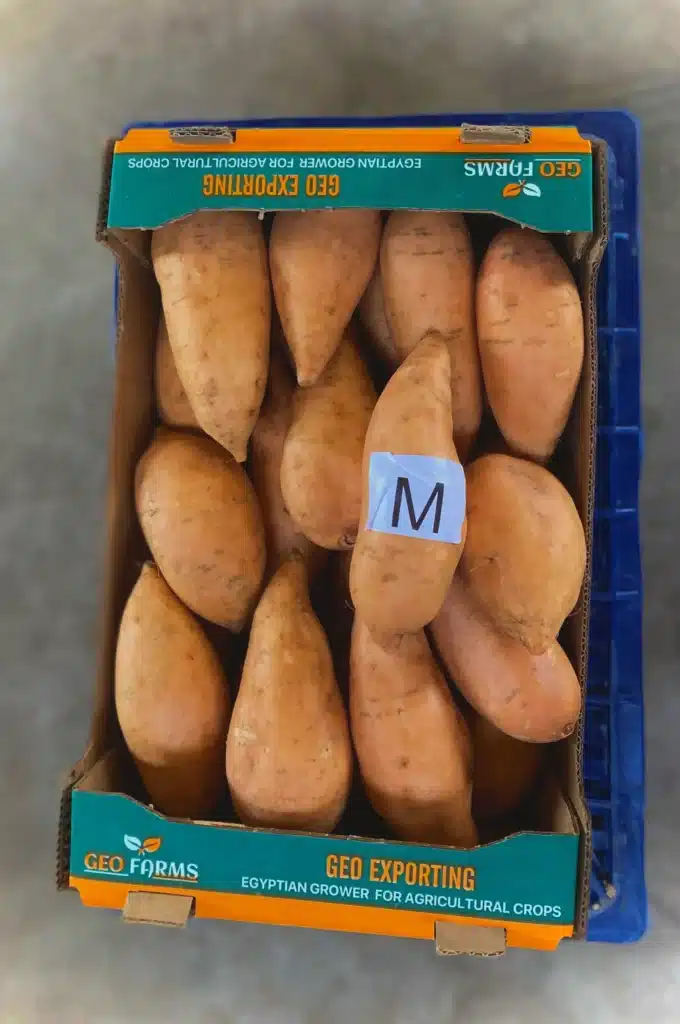 Top-down view of a GEO Farms 6kg export carton filled with washed orange-fleshed Egyptian sweet potatoes labeled with M calibration.