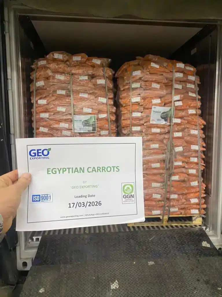 A hand holding a GEO EXPORTING quality control certificate for Egyptian Carrots, dated March 17, 2026, in front of a fully loaded reefer container with ISO 9001 and GGN logos visible.
