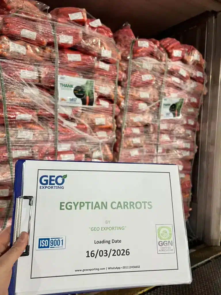A clipboard from GEO EXPORTING showing a loading date of March 16, 2026, for Egyptian carrots, with ISO 9001 and GGN certification logos in front of stacked pallets in a reefer.