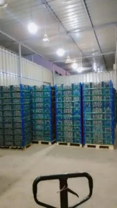 Export-ready Egyptian dry garlic for international buyers