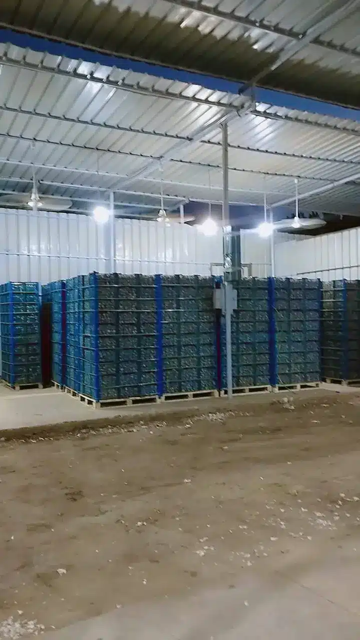 Egyptian dry garlic quality inspection for export