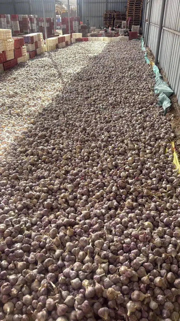 Egyptian garlic export support for global buyers