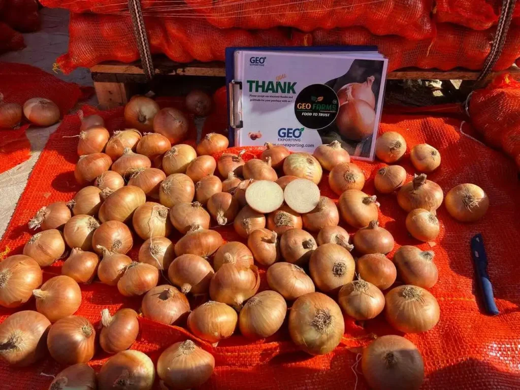 A large display of freshly sorted Egyptian Golden Onions on orange mesh. The photo shows the uniform globular shape and deep bronze skins characteristic of premium Giza 6 onions exported by GEO Exporting.