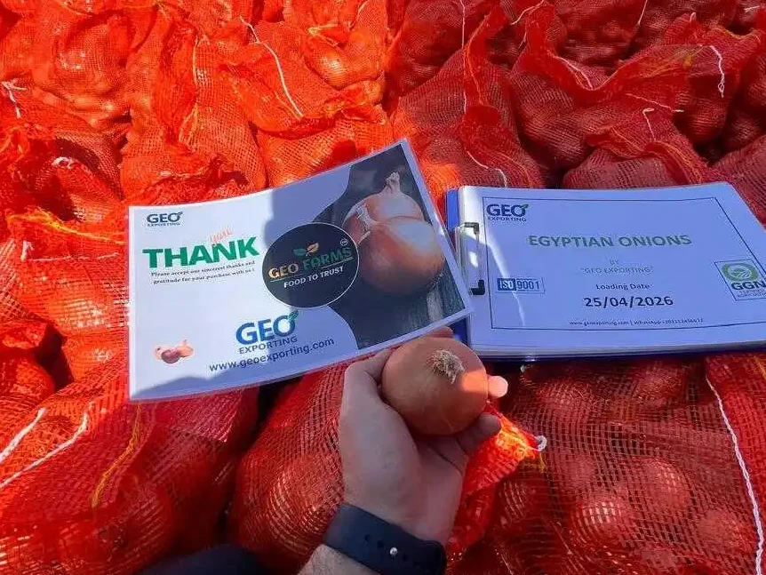 Bulk Egyptian Golden Onions with GlobalGAP (GGN) and ISO 9001 certifications. GEO Exporting ensures food safety and traceability for wholesale yellow onions loaded in April 2026 for international B2B markets.