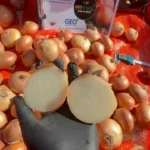 A cross-section of a fresh Egyptian Golden Onion held by a quality inspector, revealing solid white layers and a crisp interior. The background shows field-cured yellow onions and GEO Exporting brand documentation.