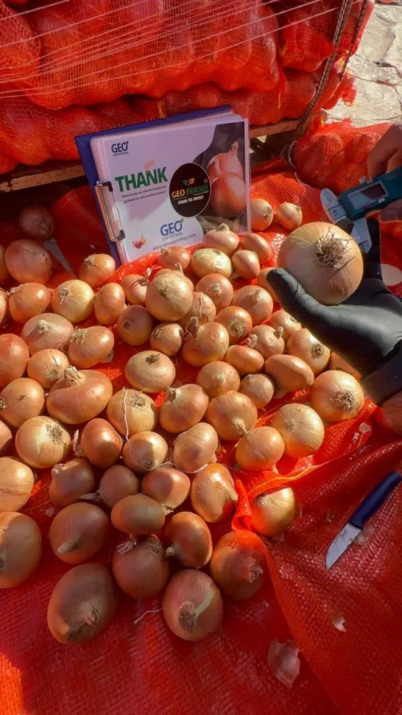 A professional quality auditor in black gloves inspecting the skin integrity and neck seal of Wholesale Yellow Onions from Egypt. The background features pallets of red mesh bags and GEO Exporting’s 'Food to Trust' certification documentation